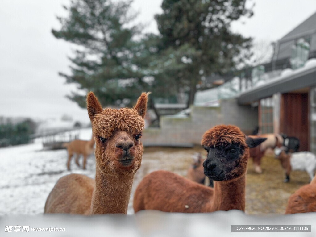 雪地中的可爱羊驼