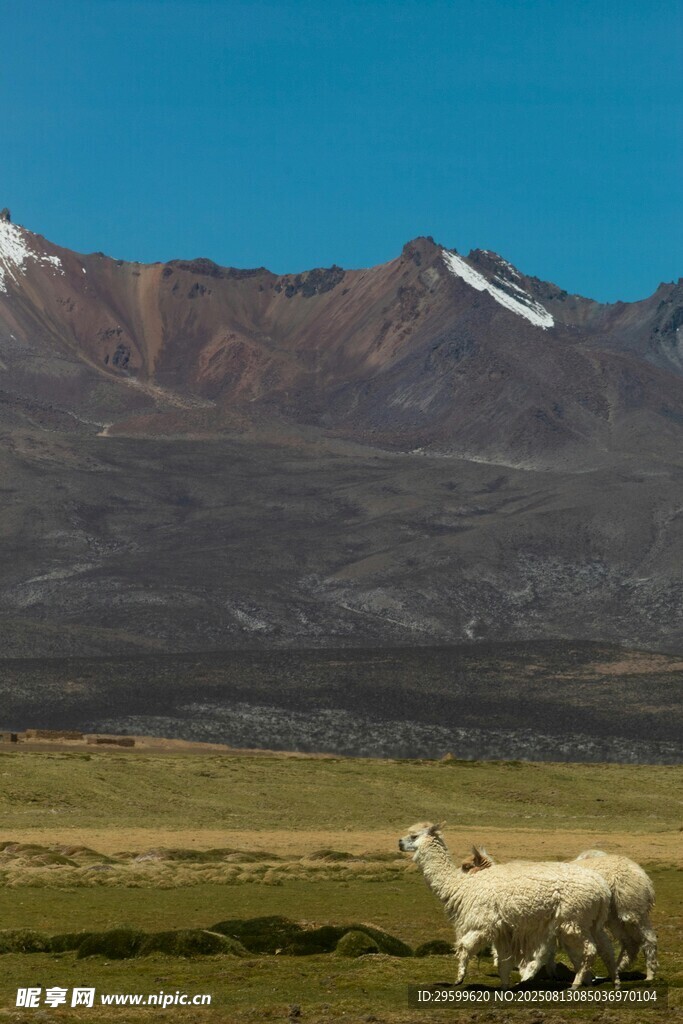 草原上的羊驼与远山美景