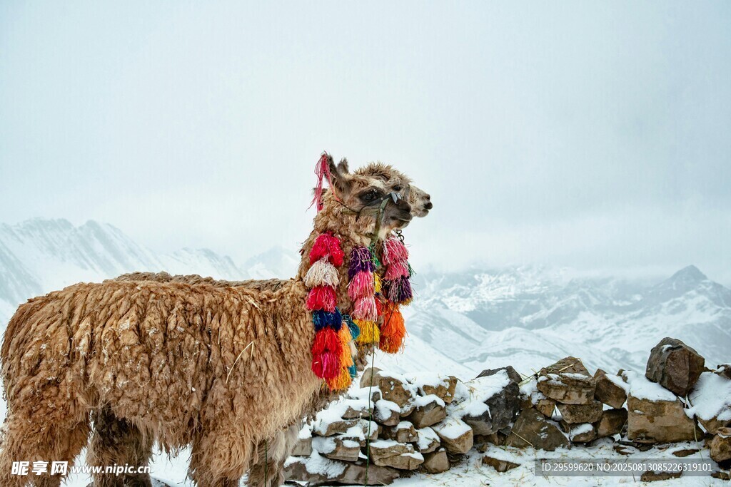 雪地中戴围巾的可爱羊驼