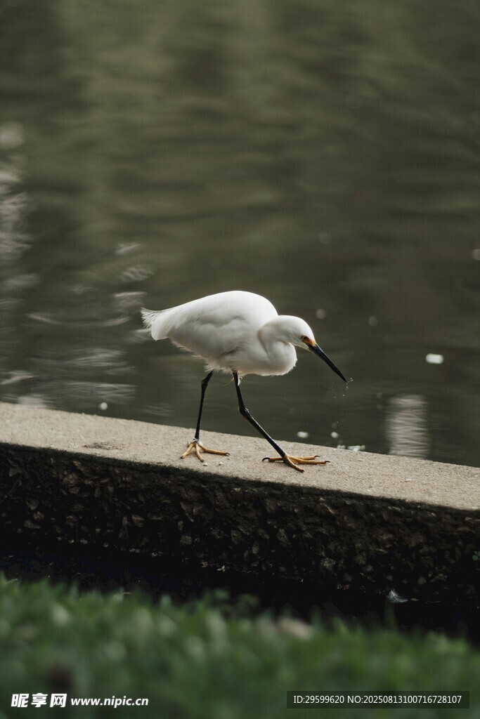 白鹭于水边漫步