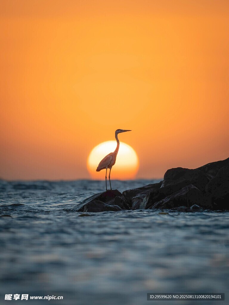 夕阳下礁石上的孤鸟