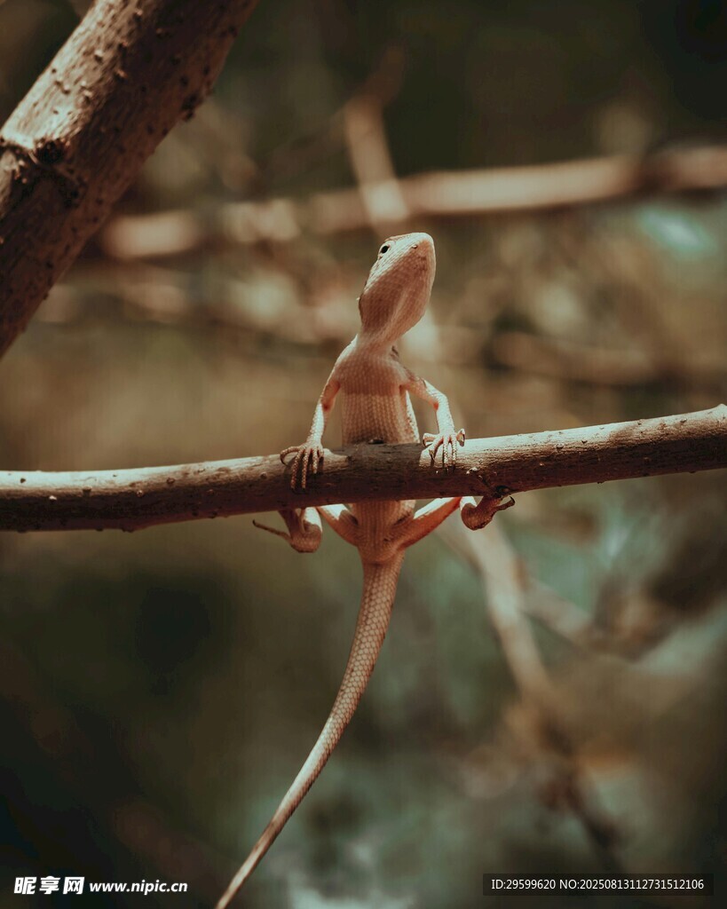 树枝上的小蜥蜴