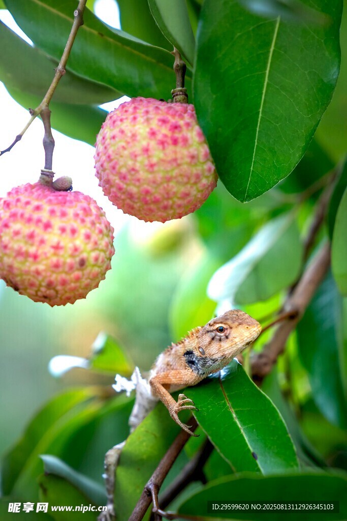 枝头饱满荔枝