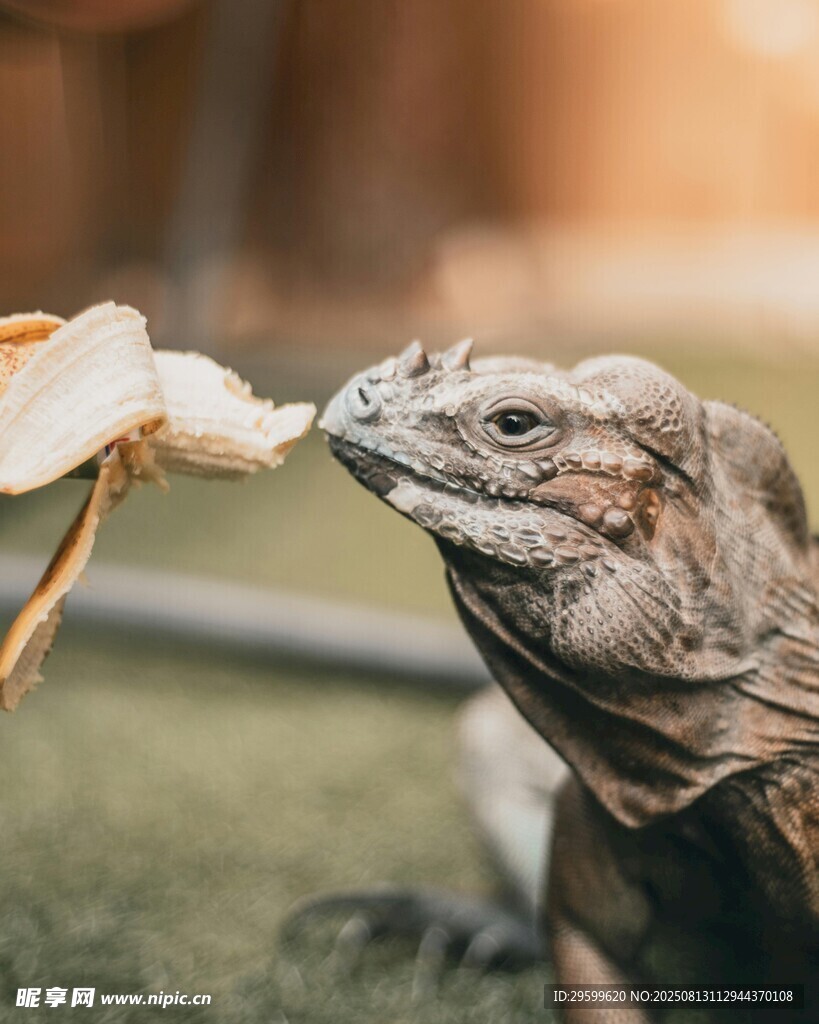 蜥蜴进食瞬间
