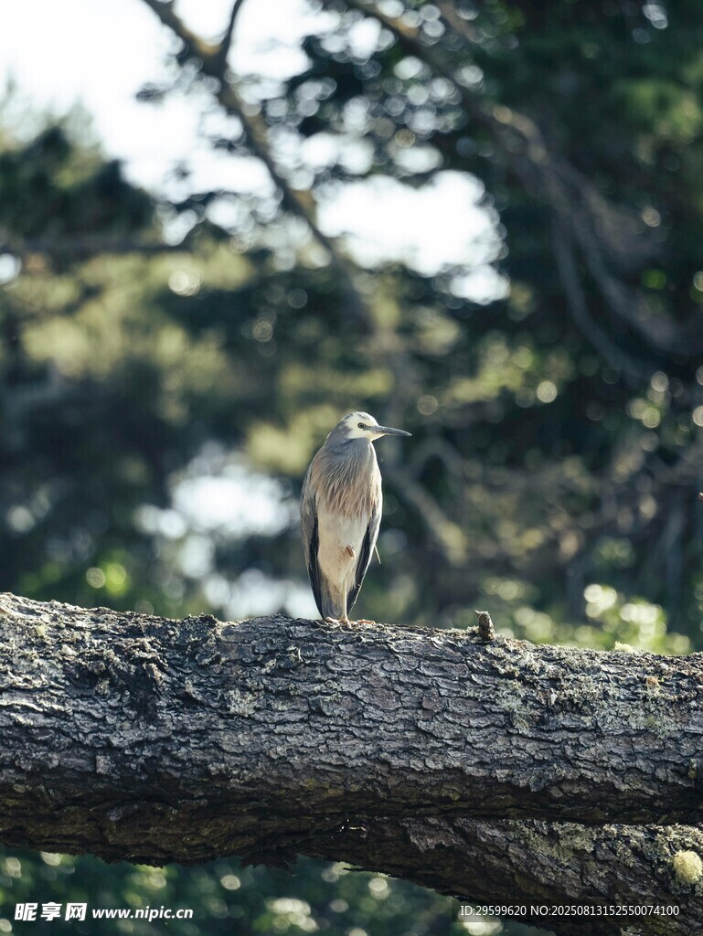 枝头小鸟