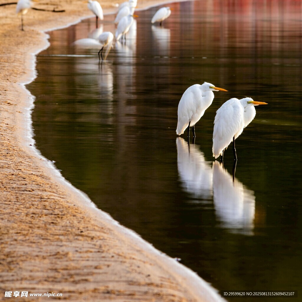 岸边白鹭水中倒影美景