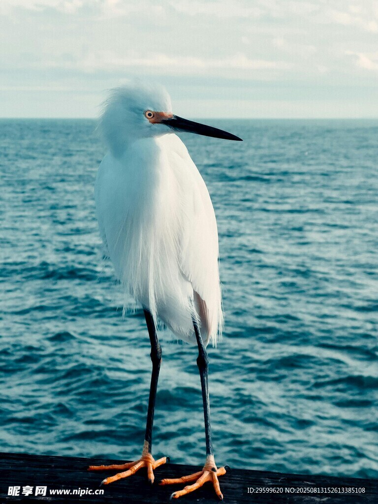 白鸟立于海畔