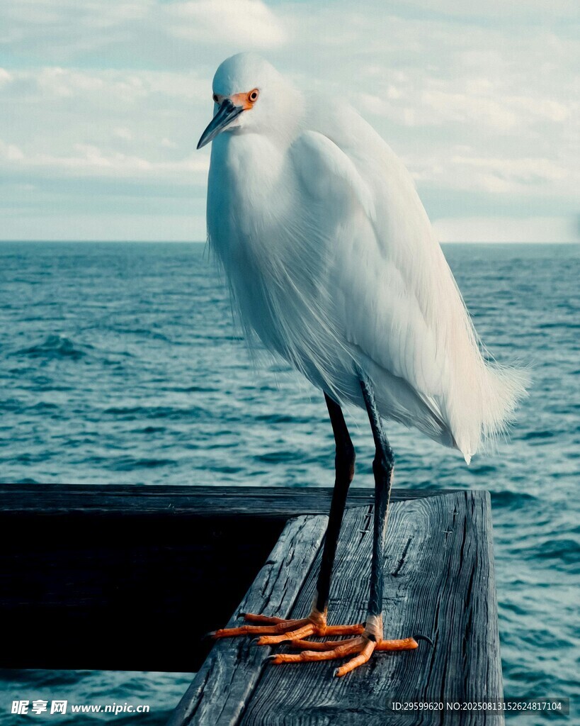 白鹭立于码头眺望大海
