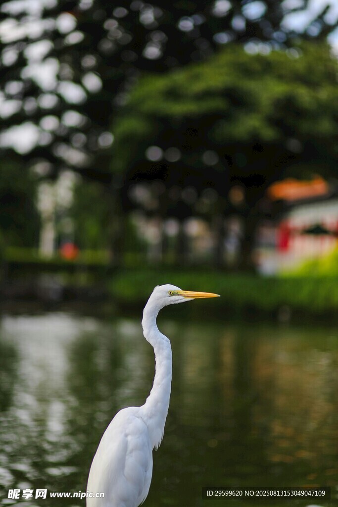 湖畔白鹭