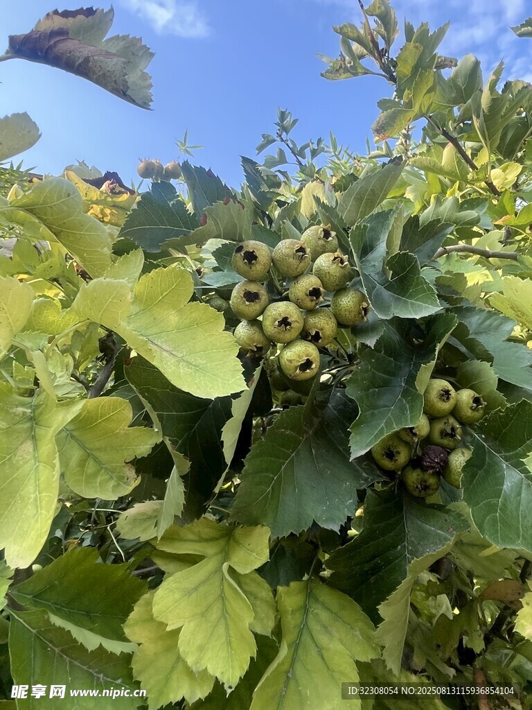 枝头桑葚挂 