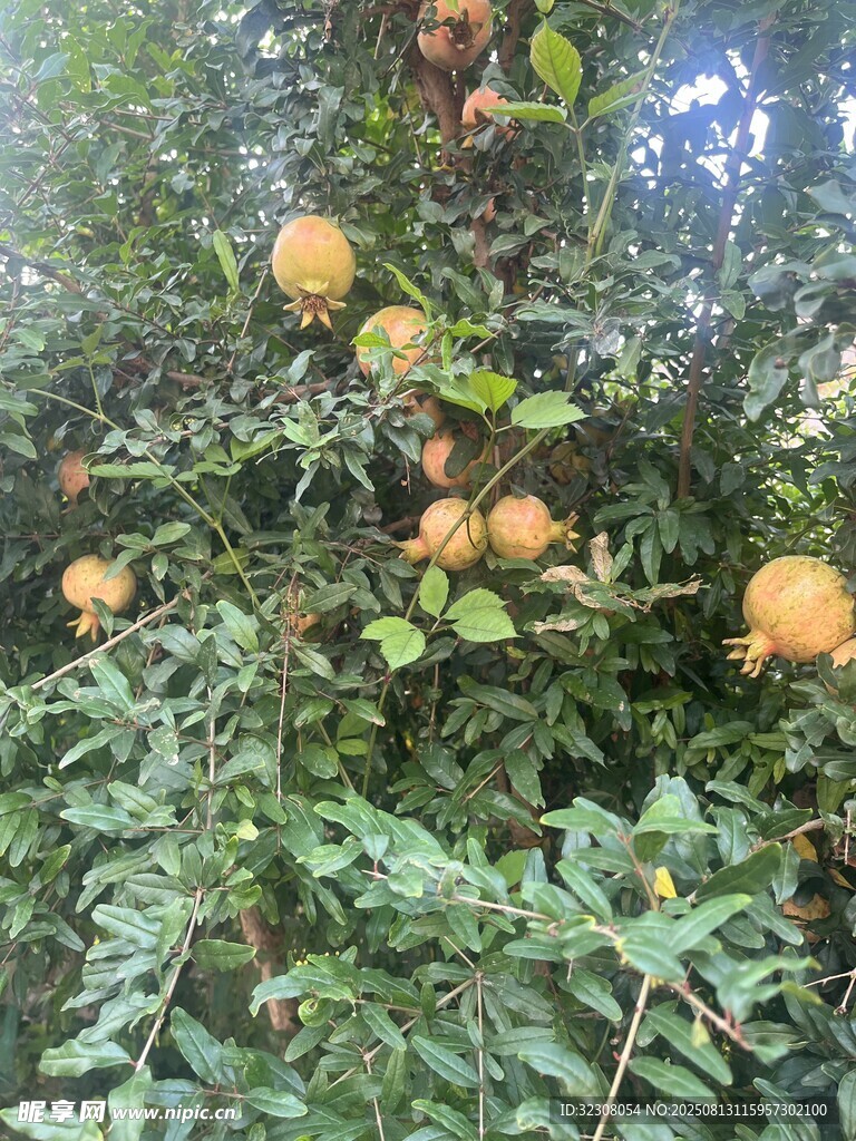 树上挂满橙黄色果实