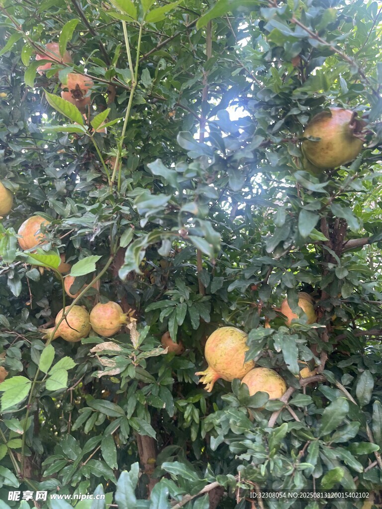 枝头挂满饱满诱人的石榴