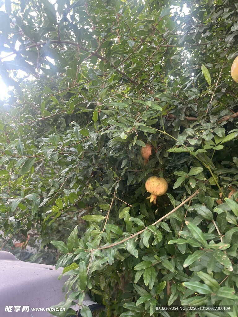 枝头挂果的繁茂果树