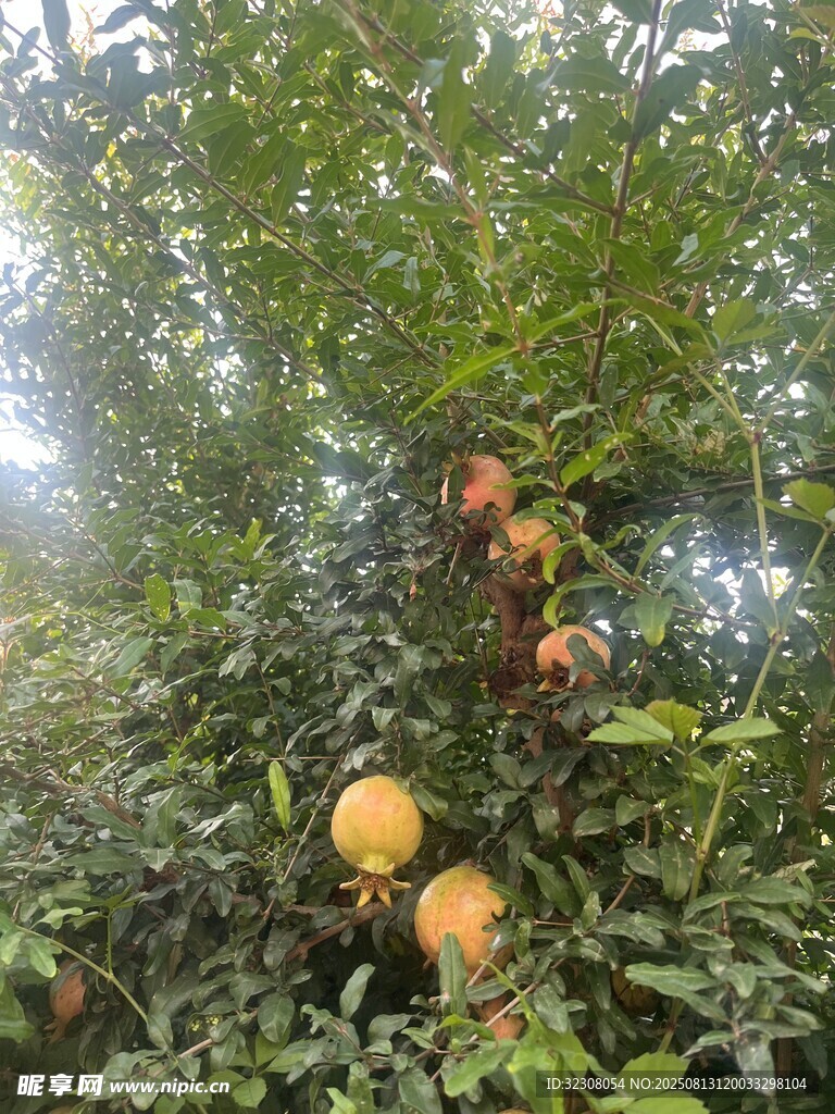 果园里成熟的石榴挂满枝头