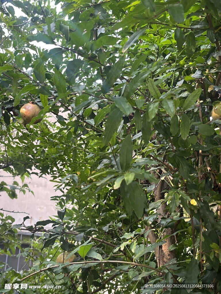 绿叶间的果实