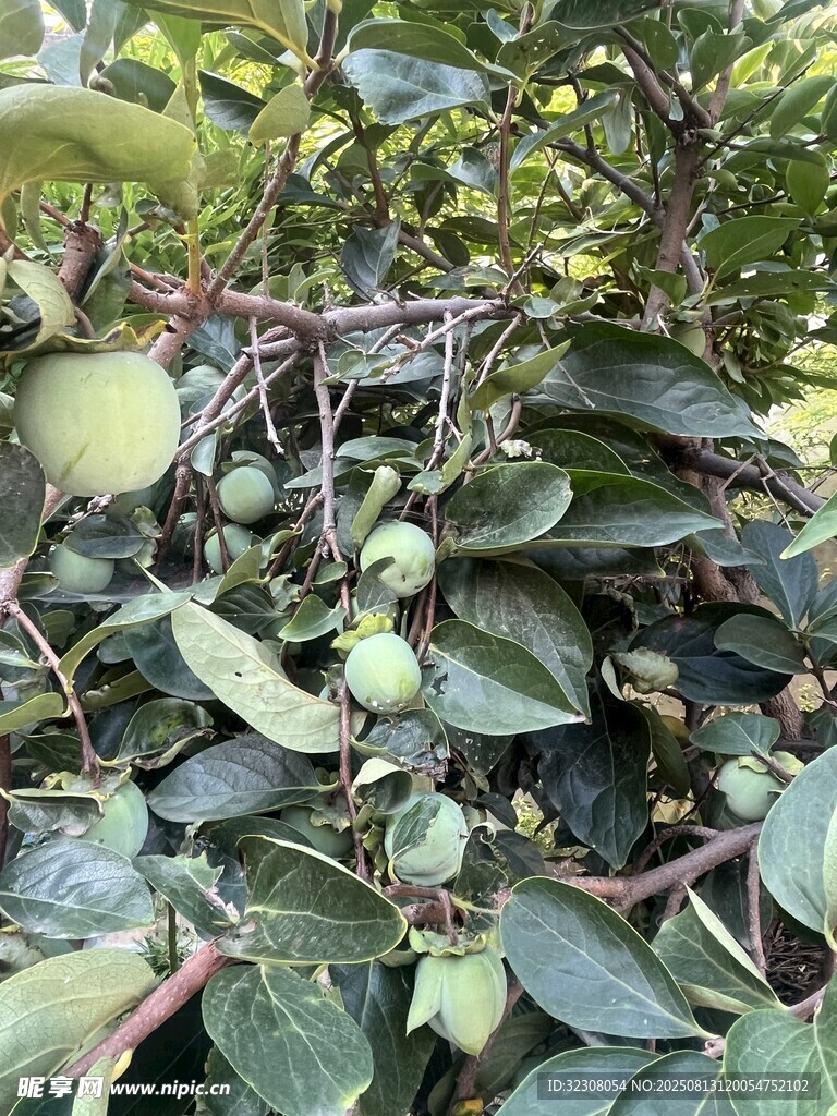 藤蔓上的青果与绿叶