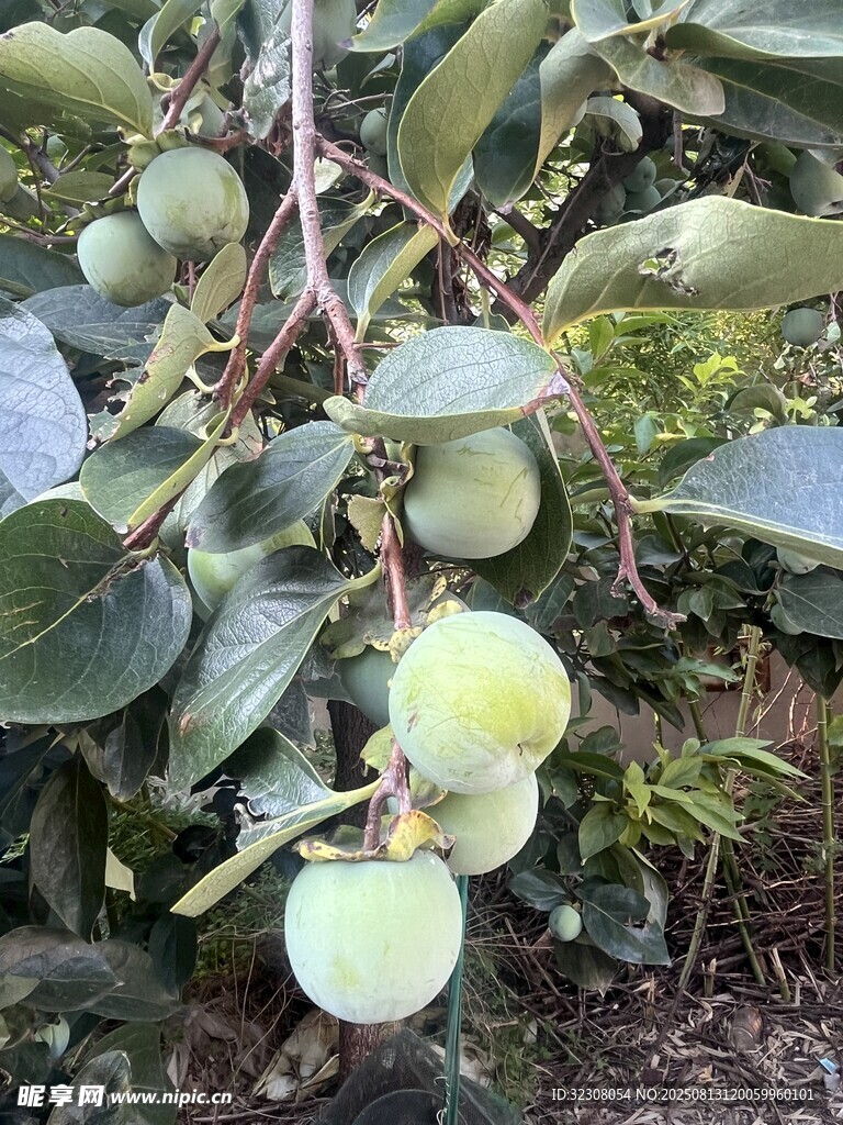 枝头青柿待成熟