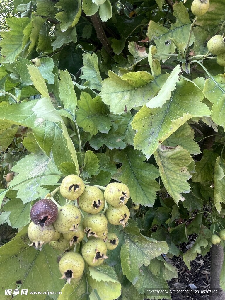 长满果实的绿色植物