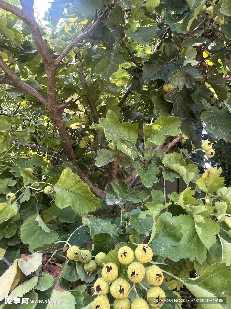 树上的黄色果实与繁茂枝叶