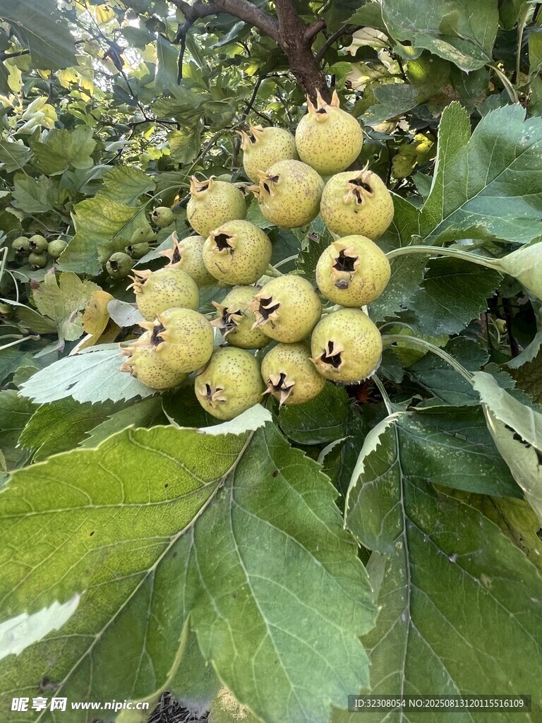 枝头青果累累
