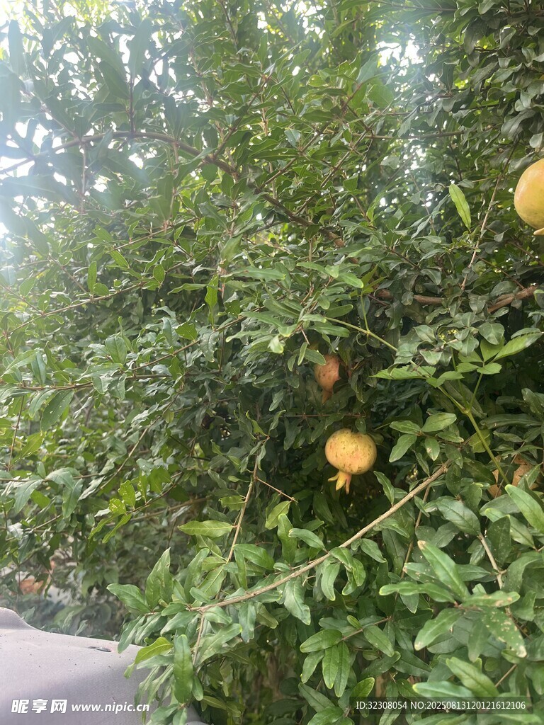 树上挂着饱满的黄色果实