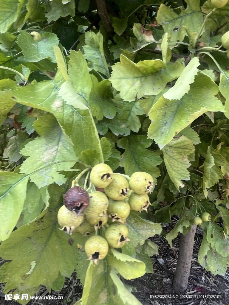 枝头挂着的青涩无花果