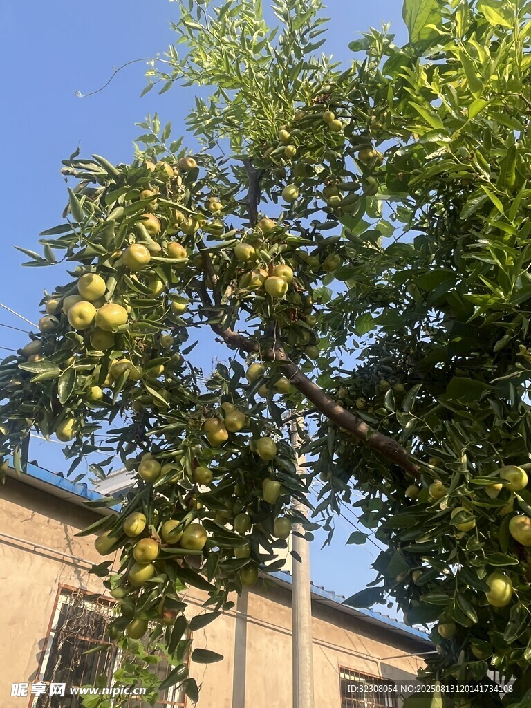 硕果累累的枝头