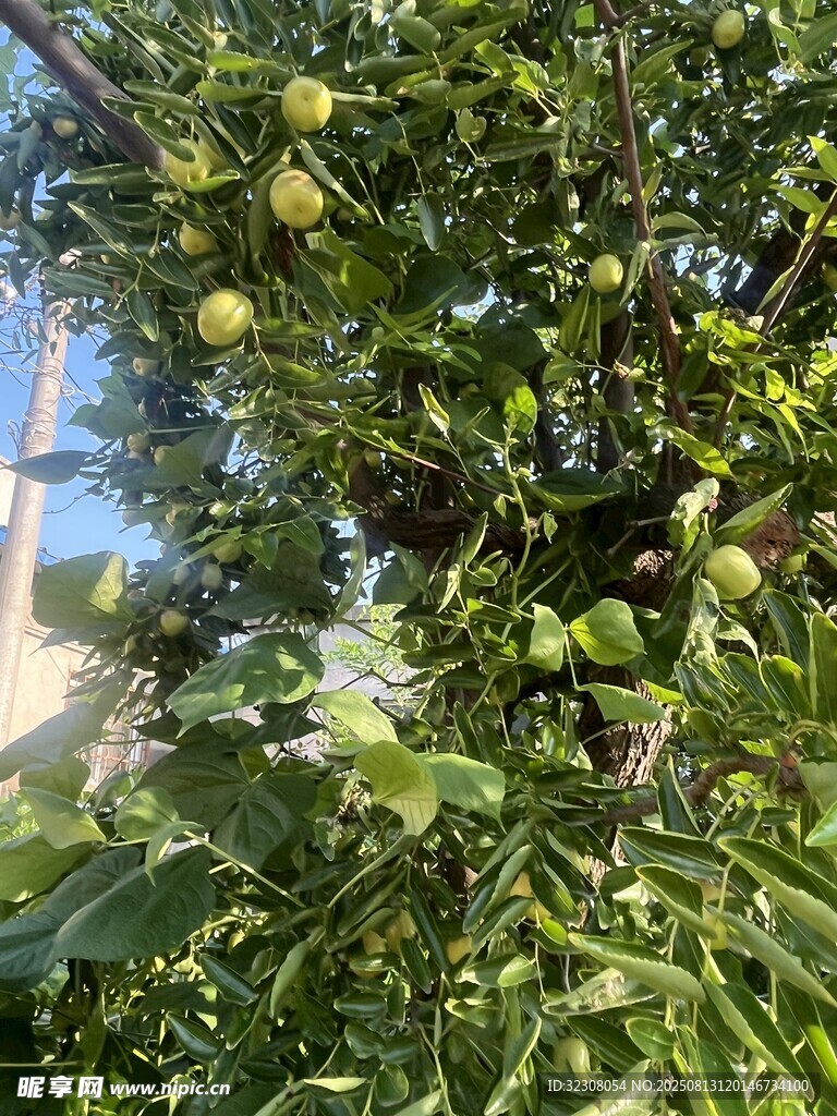 绿叶繁茂的植物景象