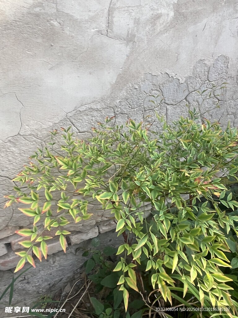 墙边绿植生机盎然