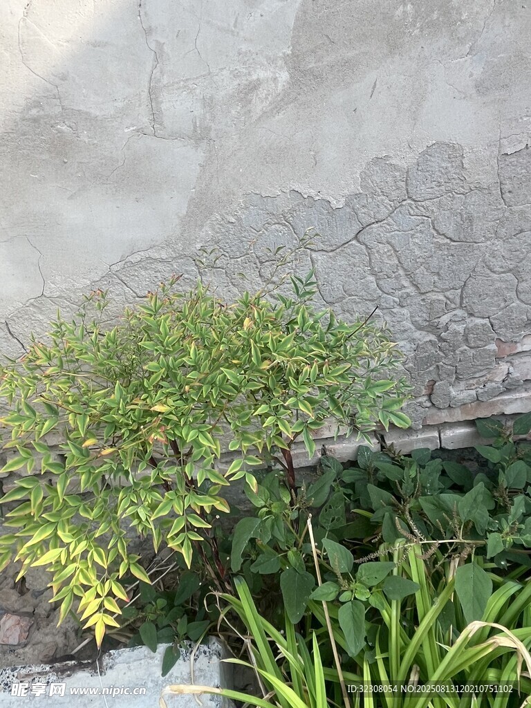 墙边绿植生机盎然