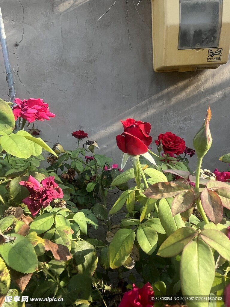 墙边绽放的鲜艳红玫瑰