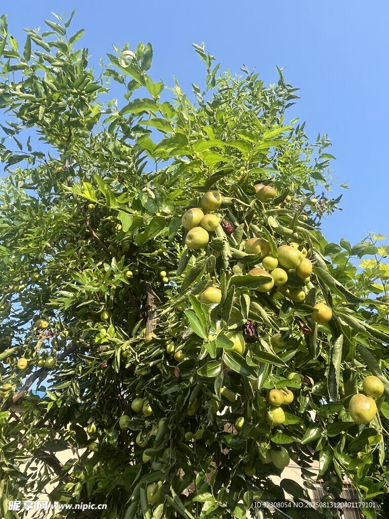 硕果累累的果树