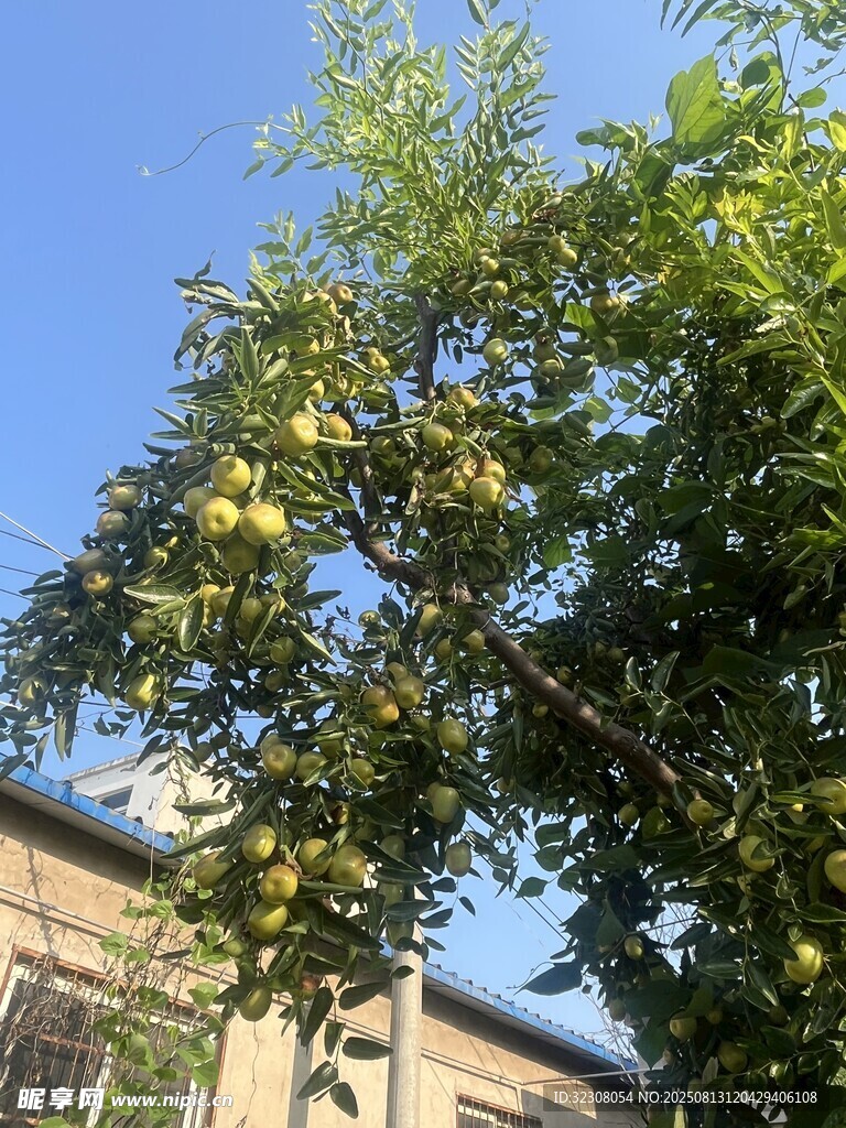 枝头硕果累累的繁茂果树