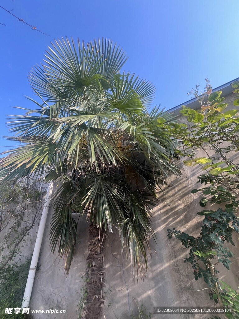 墙边挺拔的棕榈树
