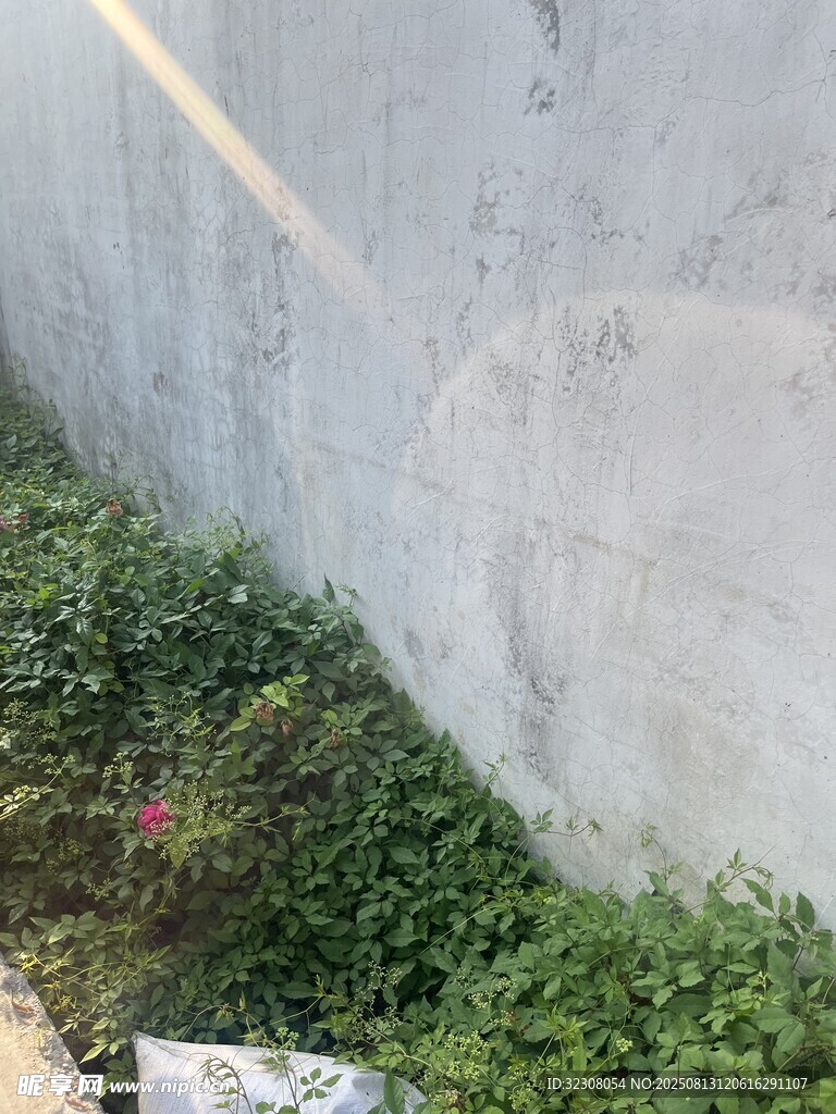 墙边绿植景象