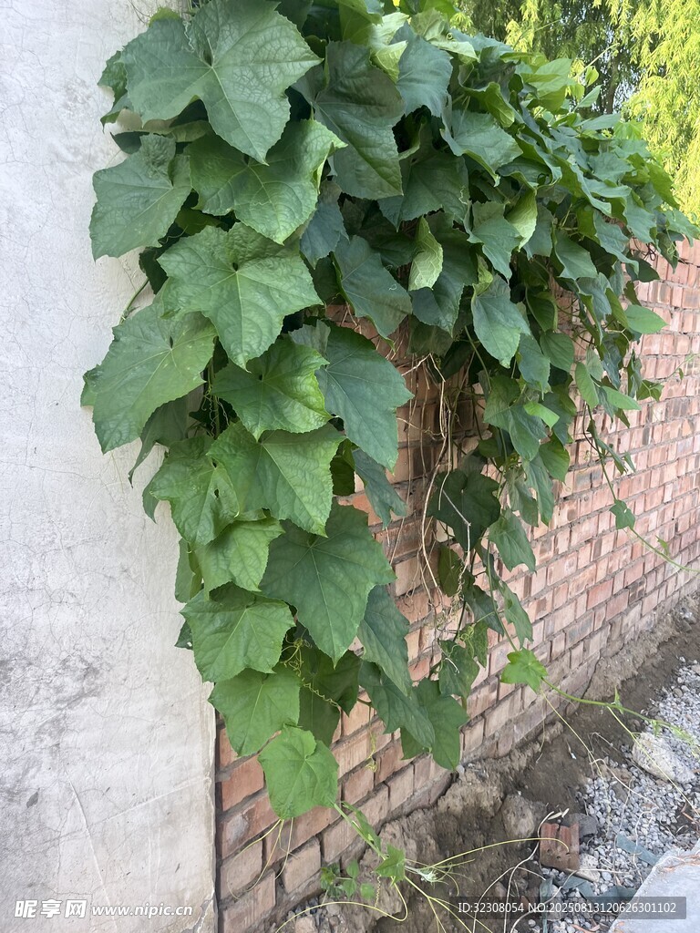 墙上攀爬的翠绿常春藤