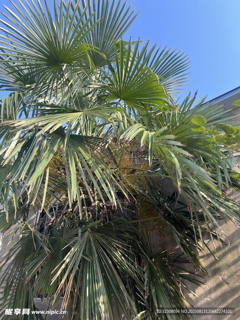 高大棕榈树 