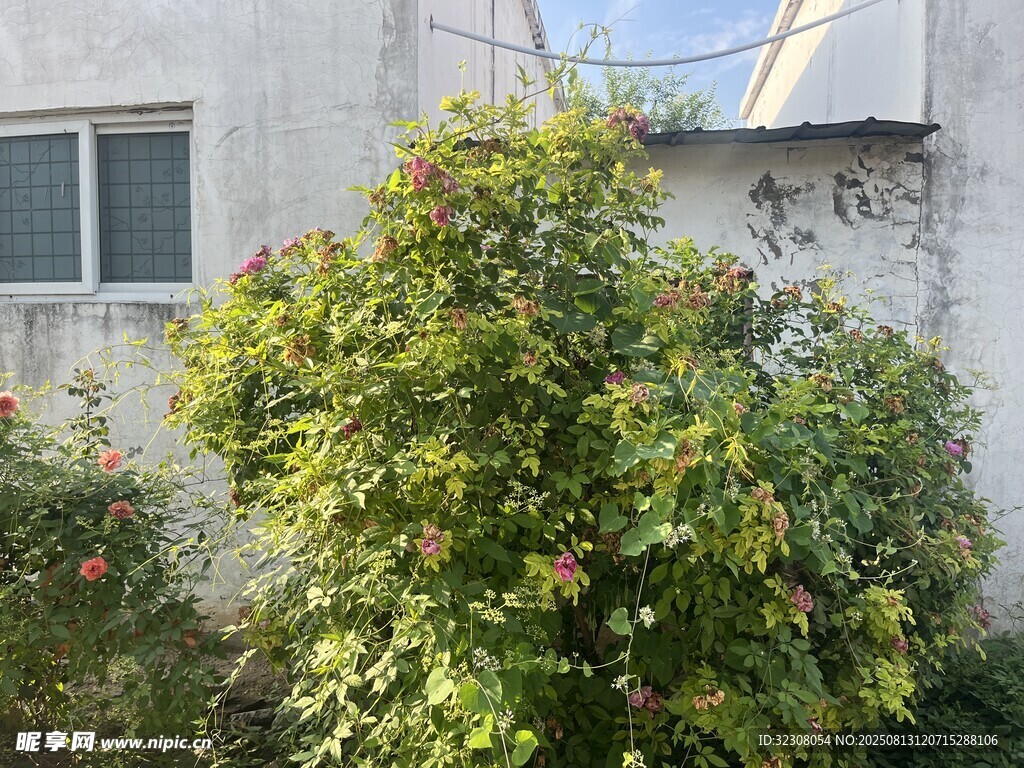 墙边繁茂绿植