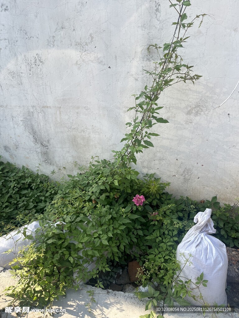 墙边绿植与白色袋子景观