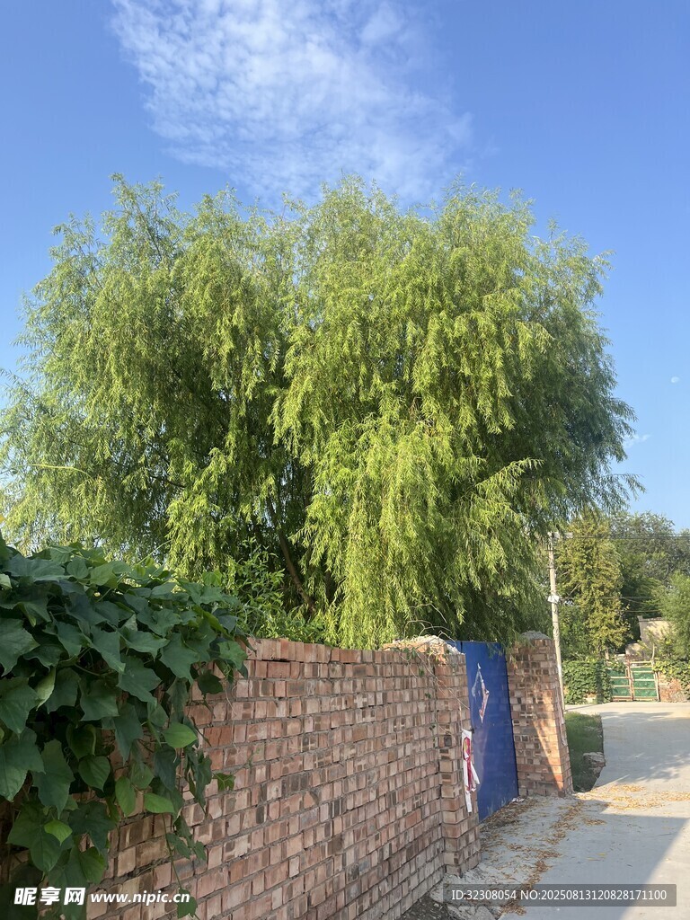 砖墙旁葱郁绿树的景致