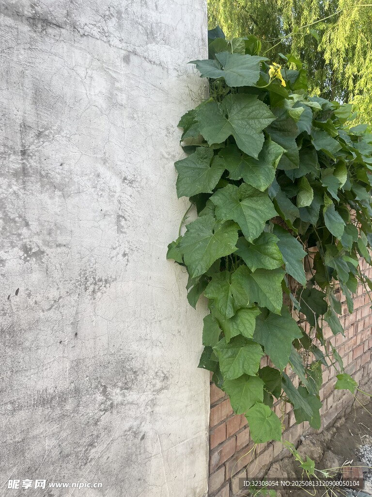 墙上攀爬的翠绿藤蔓