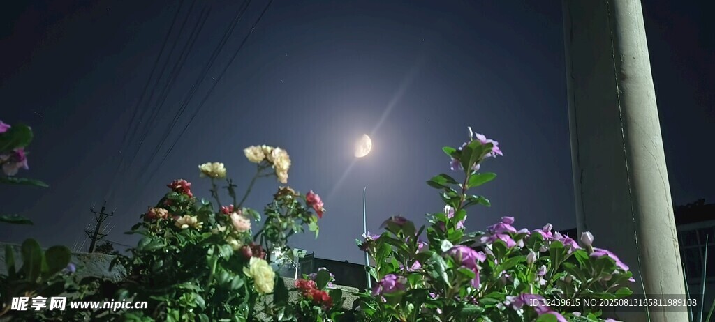 月夜下的花卉美景
