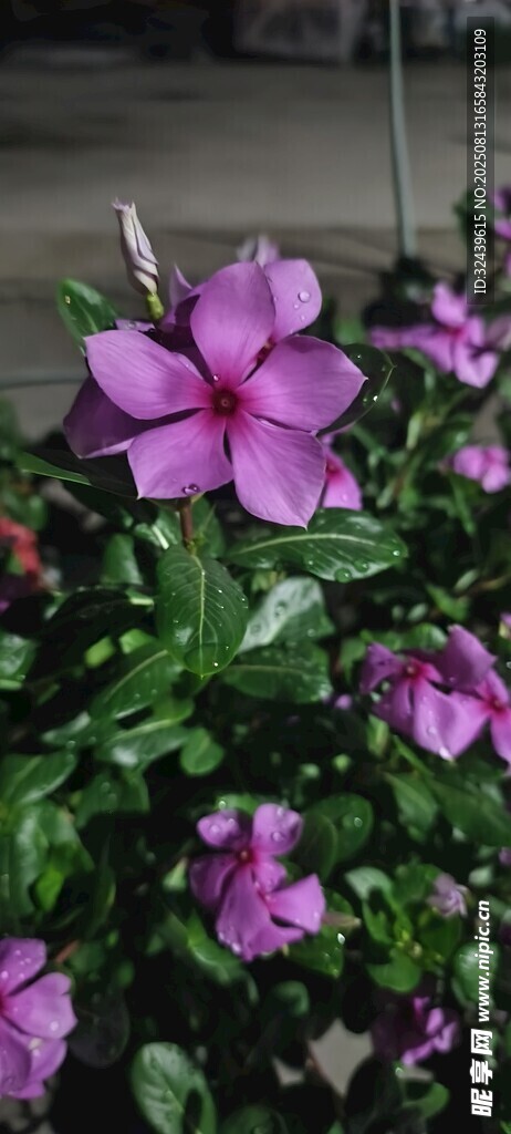 娇艳绽放的紫色花卉