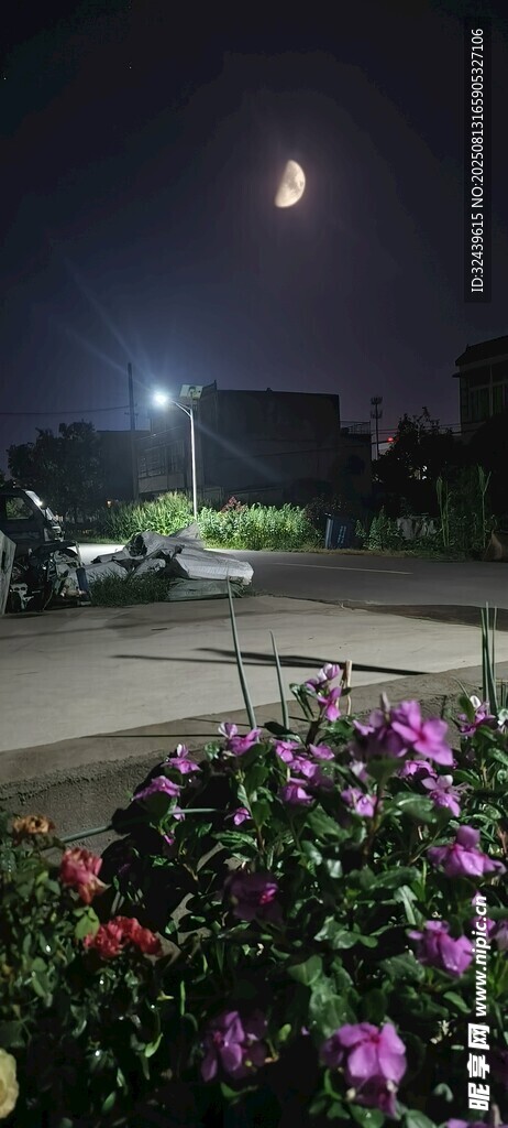 月夜下的花卉与远处景观
