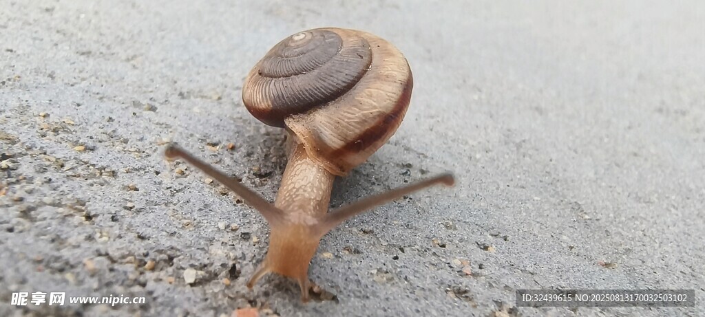 路面上爬行的棕色蜗牛