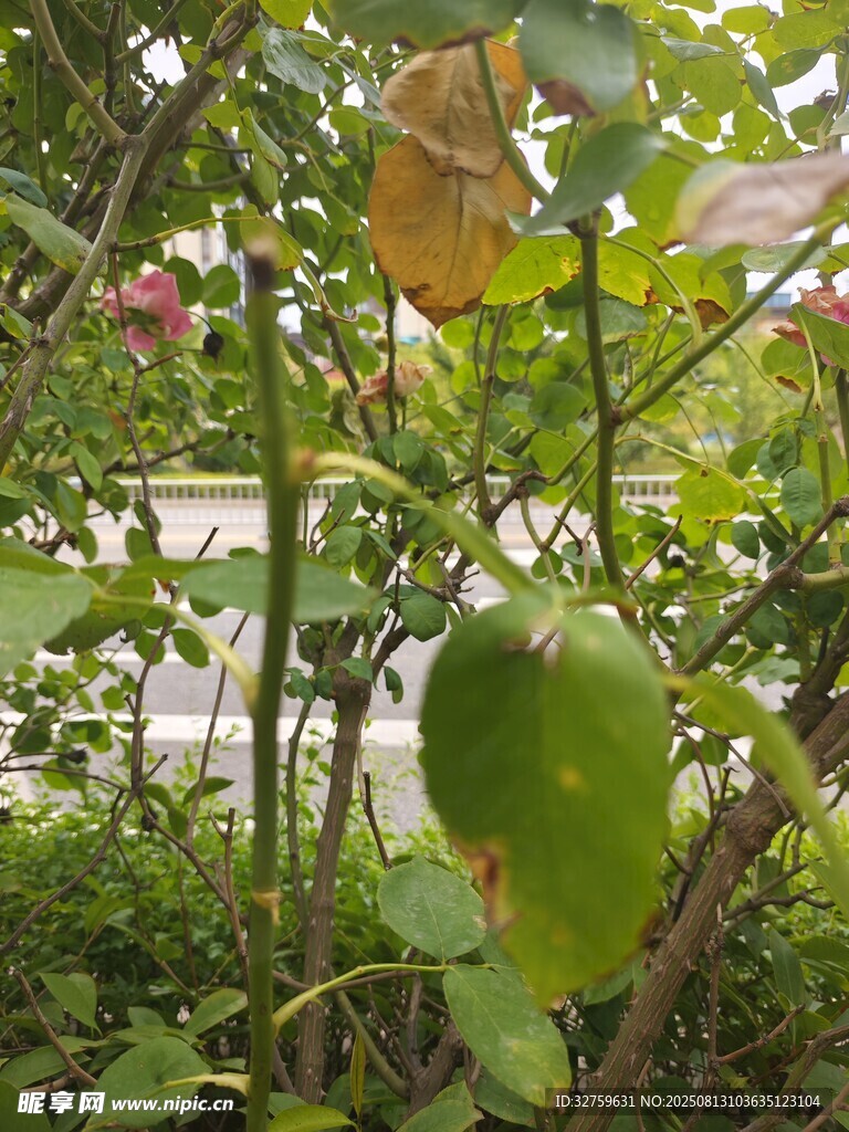绿叶间的自然景致