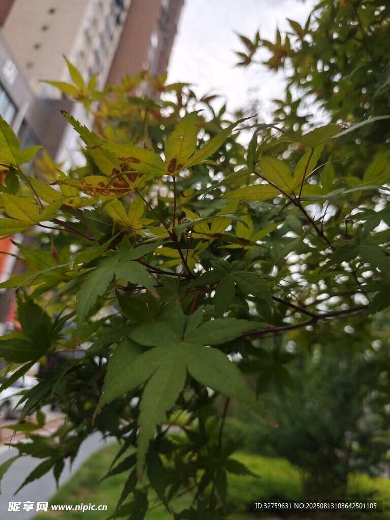 绿叶繁茂的街头树木