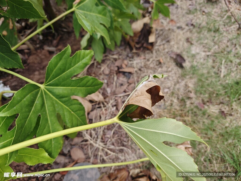 绿叶间的蝴蝶