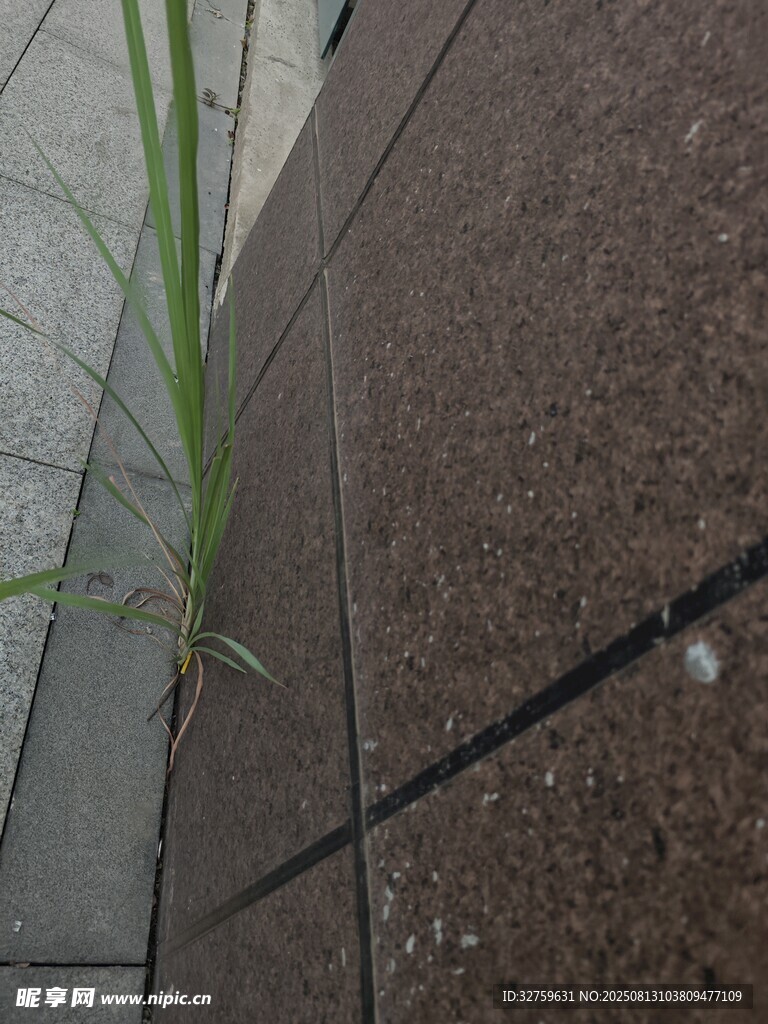砖缝中生长的顽强小草