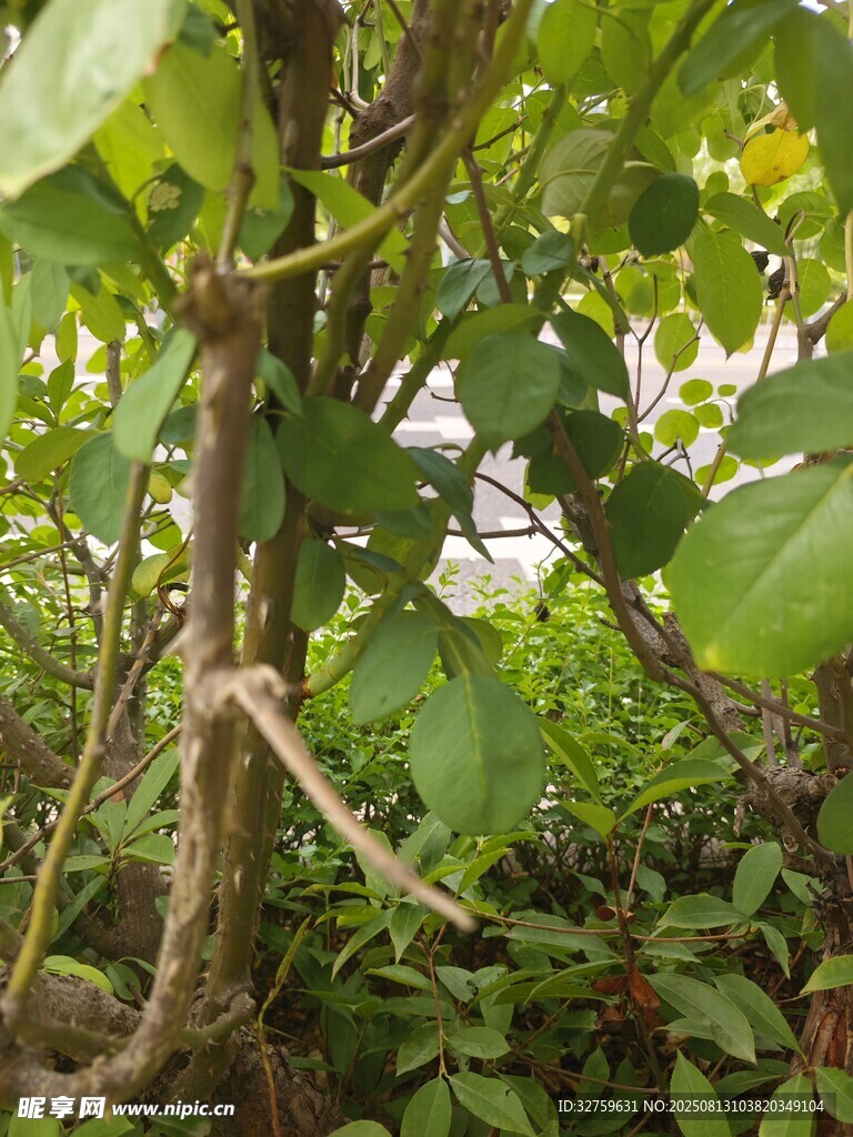 藤蔓缠绕的繁茂绿植景观